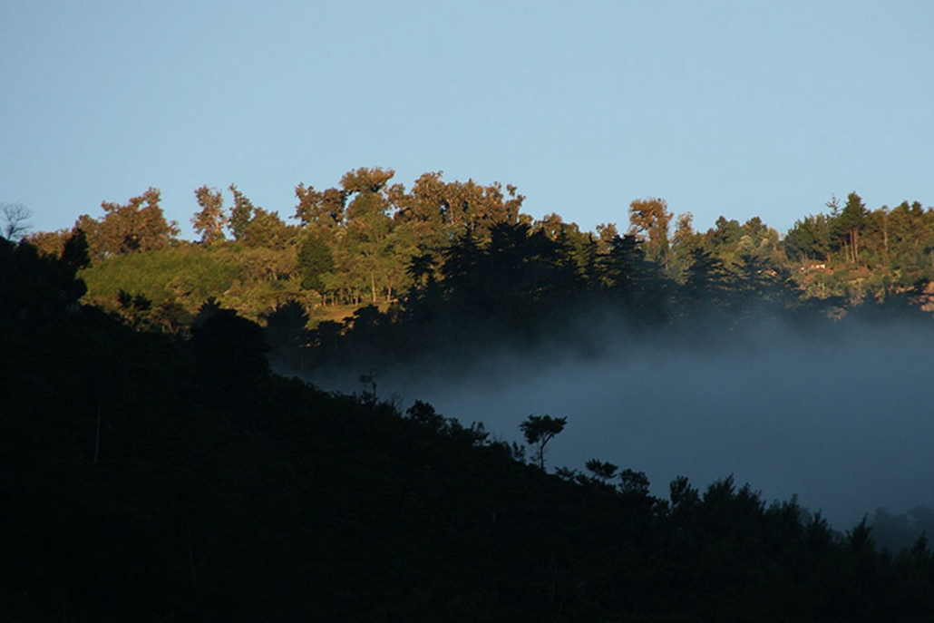 coffee farm mist rising over coffee farm and rainforest